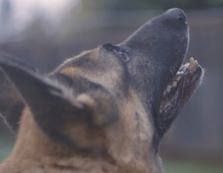 Bay Area German Shepherd Rescue